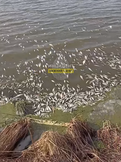 Фото: сообщество «Инцидент Нижний Тагил»