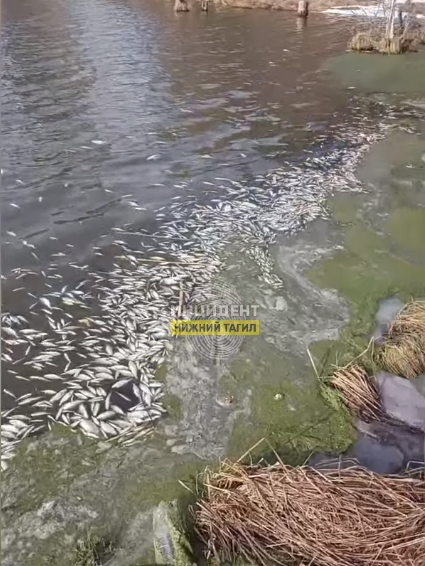 Фото: сообщество «Инцидент Нижний Тагил»