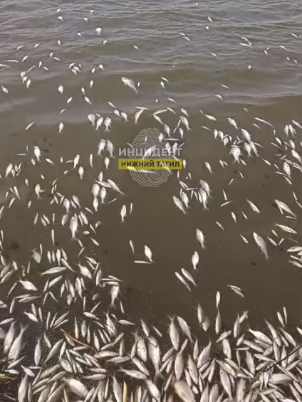 Фото: сообщество «Инцидент Нижний Тагил»