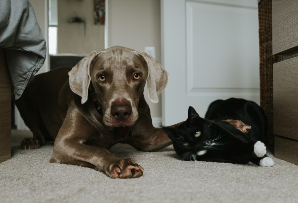    Изображение: Tatiana Rodriguez (unsplash)