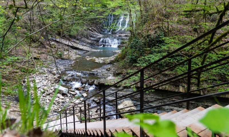    Фото пресс-службы Сочинского нацпарка
