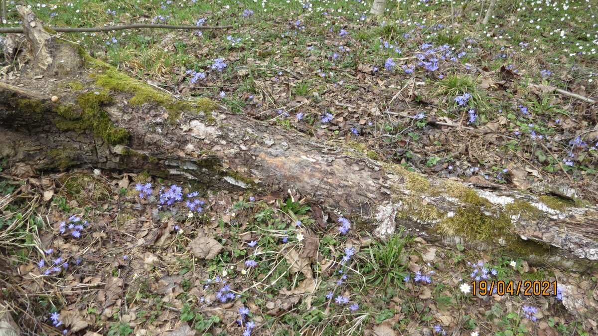 А этот лежак уже все - отплодоносил. Фото из архива.