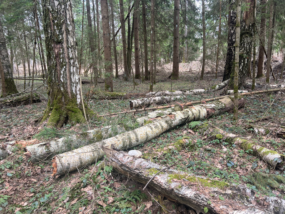 Перспективное место для строчков. Фото 30.03.25