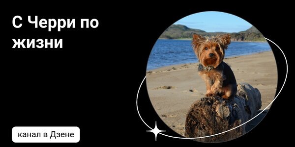 dzen.ruС Черри по жизни | Дзен