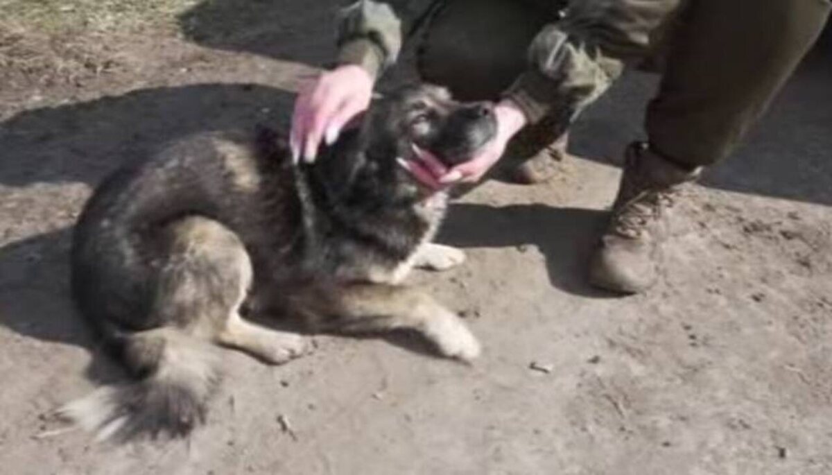    Донецкие волонтёры спасают животных из курского приграничья