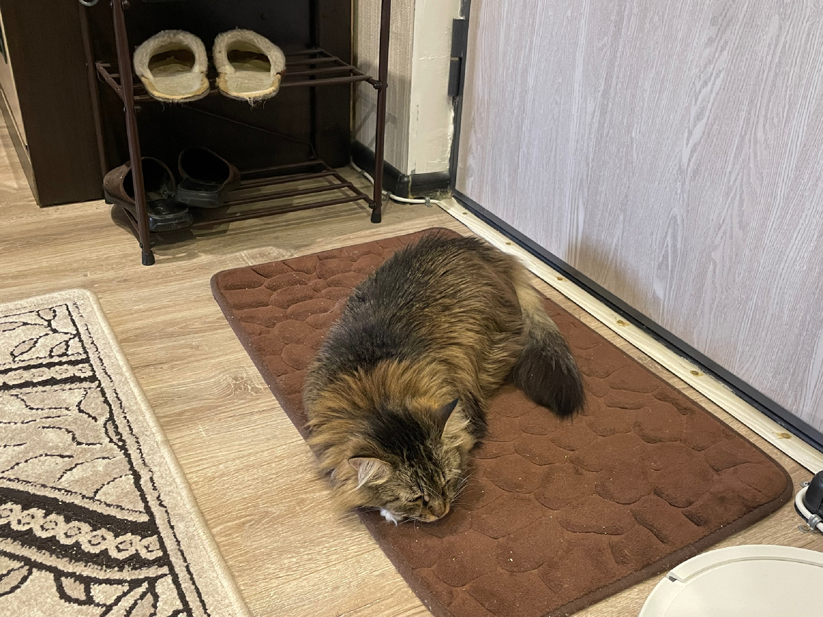 Кот не собака, хотя Тоша очень любит спать у входных дверей. Охраняет дом