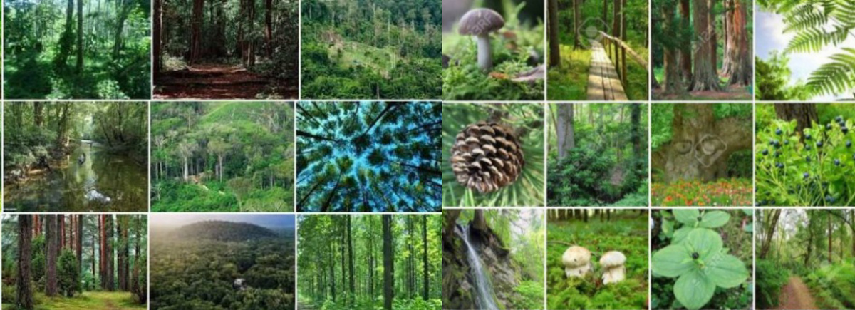 Названия разных растений (кроме цветов)