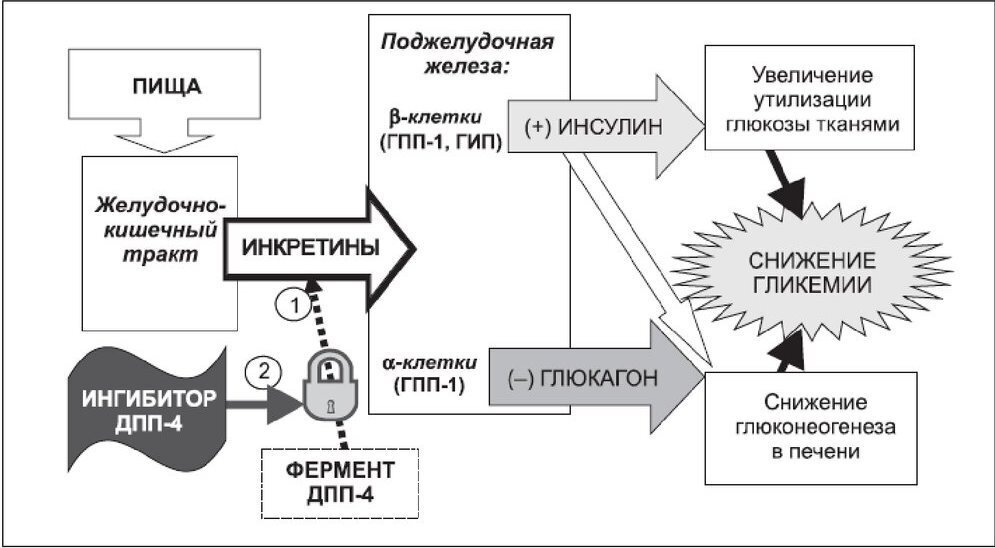 Ранее нам были известны только агонисты ГПП-1.