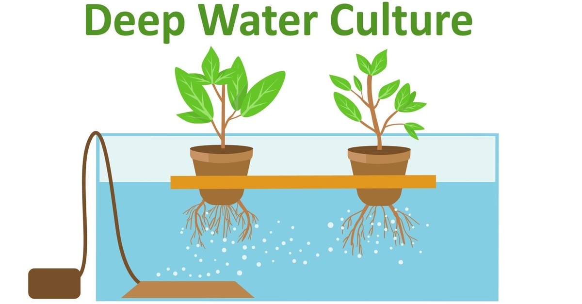 Пример системы DWC корни плавают в растворе с получением всех необходимых питательных веществ.