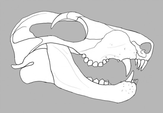 Прорисовка черепа с нижней челюстью.