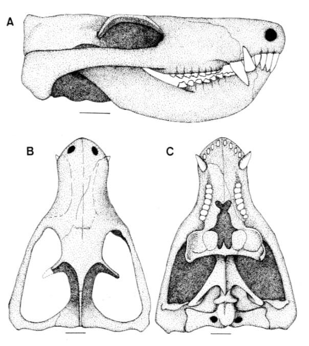 Череп траверсодонтоида с  нижней челюстью и с разных ракурсов.