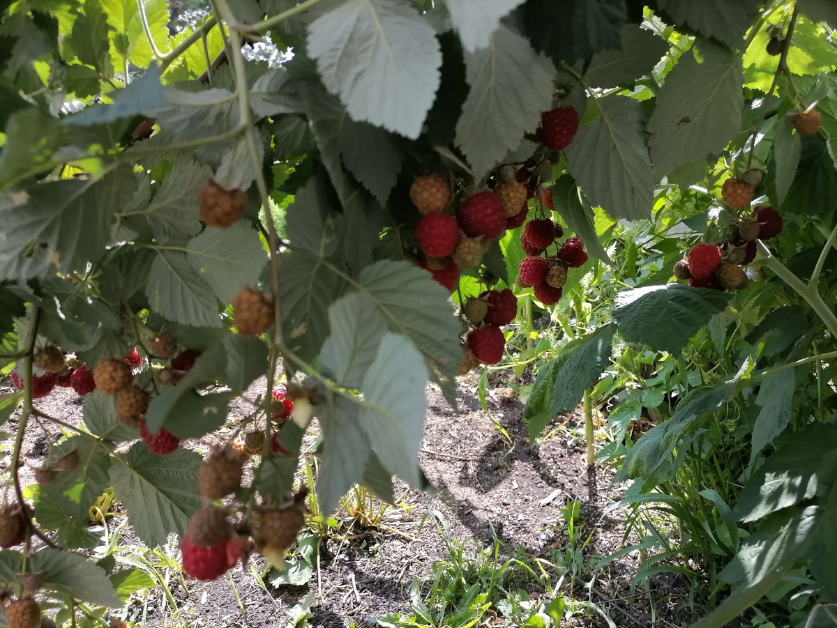 Малина, фото автора