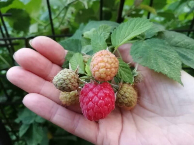 Моя любимка - малина бесшипная Глен Ампл, фото автора