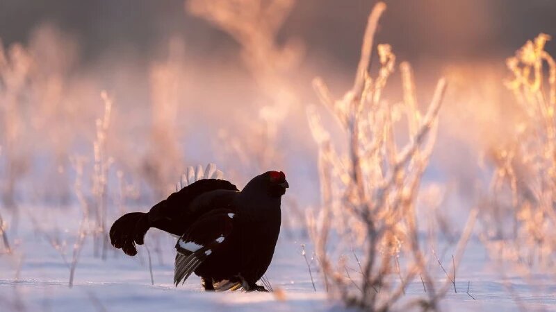     Алтайский фотограф показал волшебство тетеревиного тока Евгений Борисов