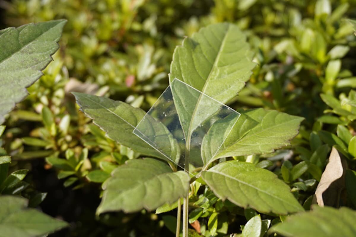 Образец листа нового биоразлагаемого пластика