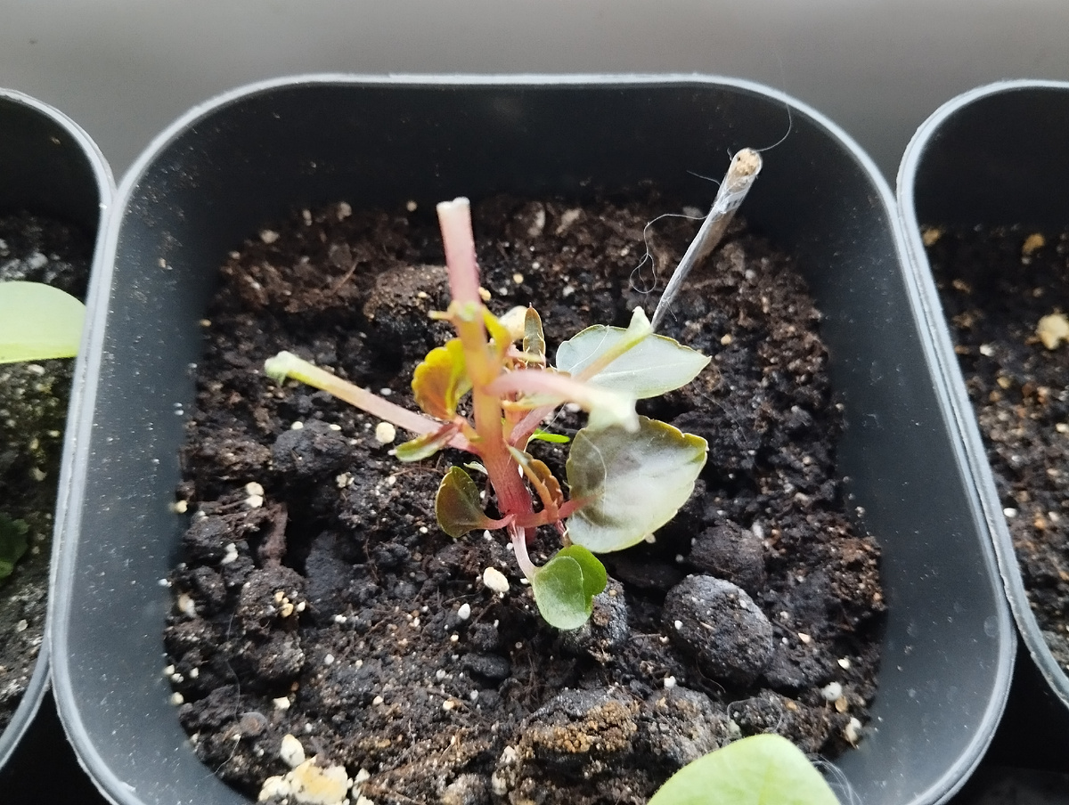 Личное фото кота автора канала