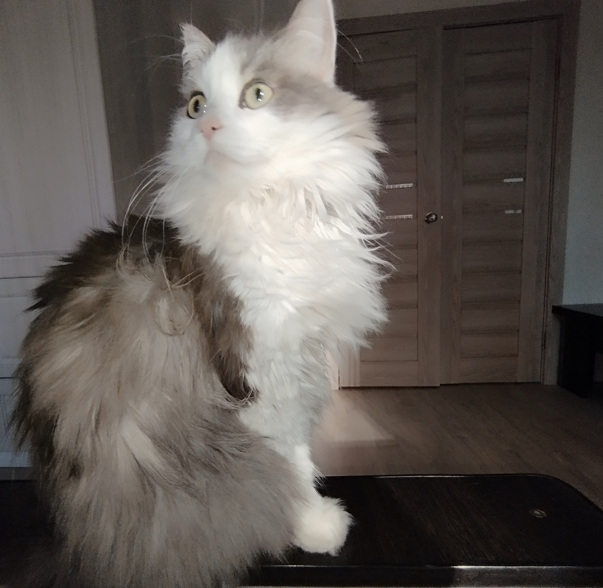 Личное фото кота автора канала