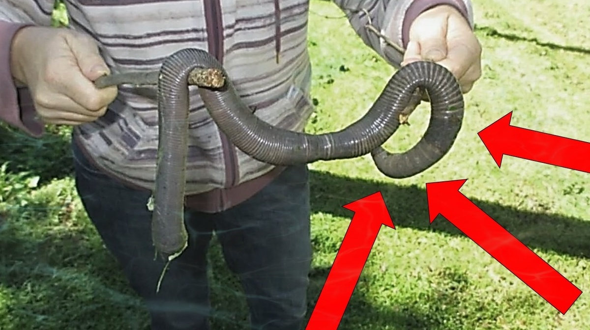 Где накопать самых больших дождевых червей. Гигантский Австралийский дождевой червь. (Кофейные мысли)