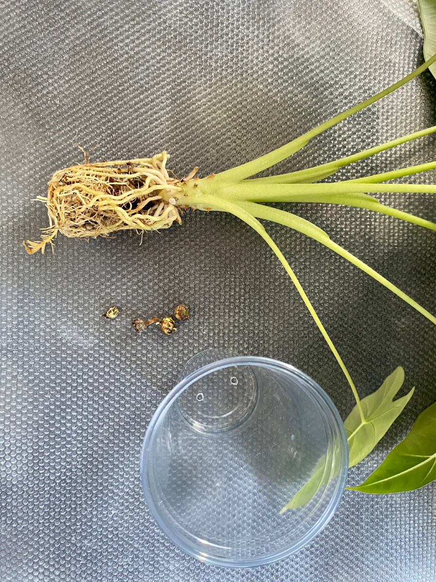 Посмотрите, какая шикарная корневая!