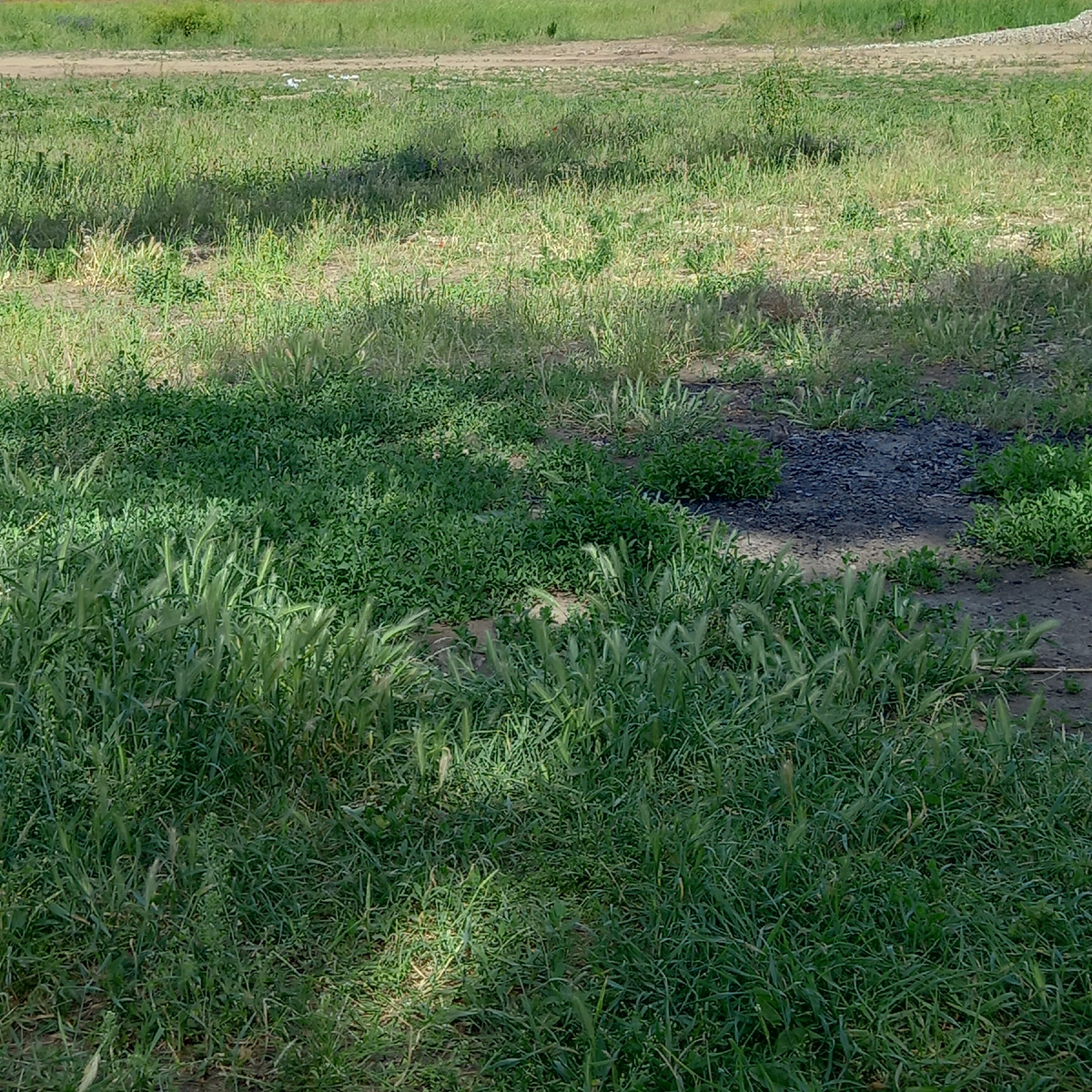 За деревней огромное поле