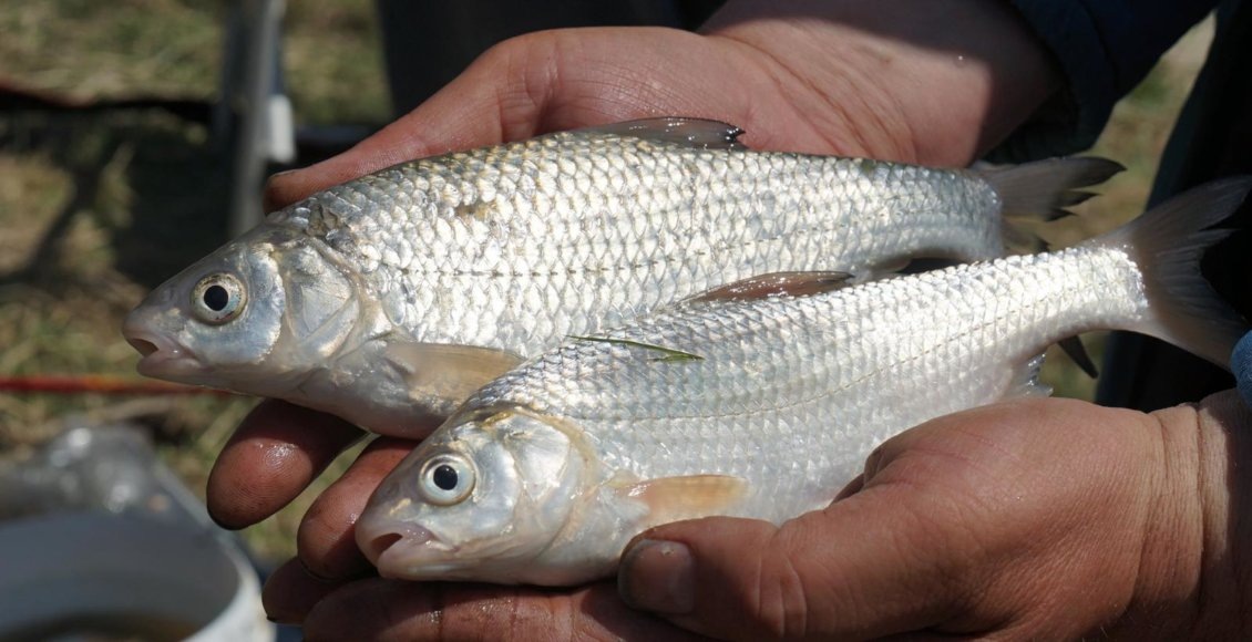    Фото: sazanya-bukhta.ru