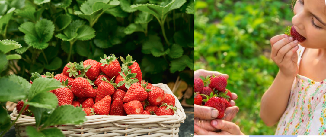 Клубника - какие удобрения выбрать: минеральные vs органические или?