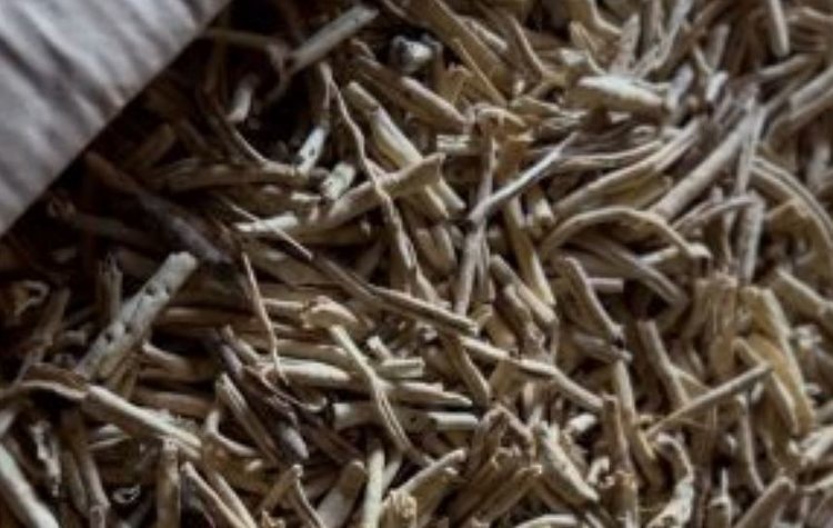    Из Приамурья в Китай отправили более 13 тонн лекарственного ясенеца мохнатоплодного