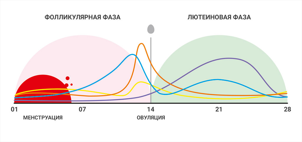 Фазы во время менструального цикла