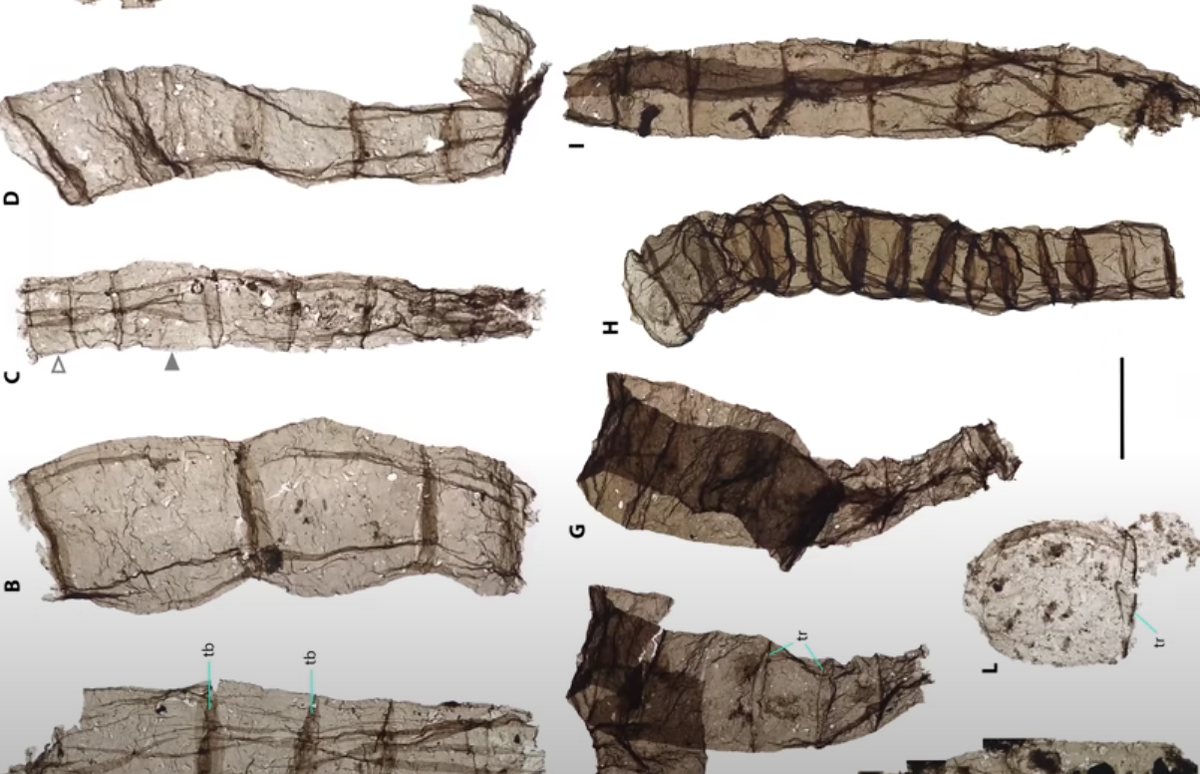 Найденные водоросли