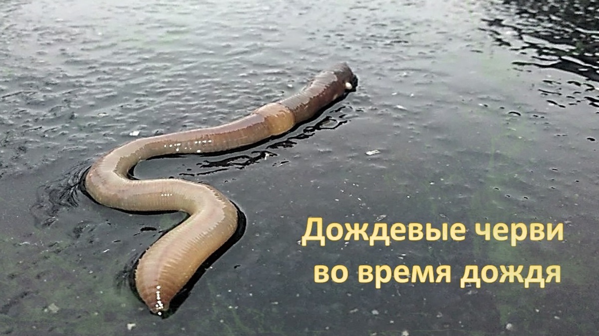 Почему дождевые черви выползают из земли во время дождя. (Кофейные мысли)  