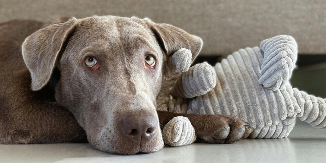 Хвостатые странности: 15 забавных вещей, которые делают все собаки