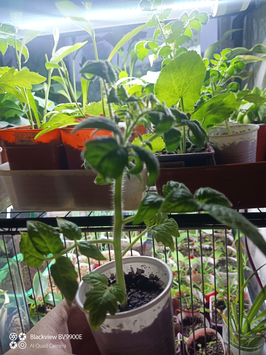 Изумрудный штамбовый