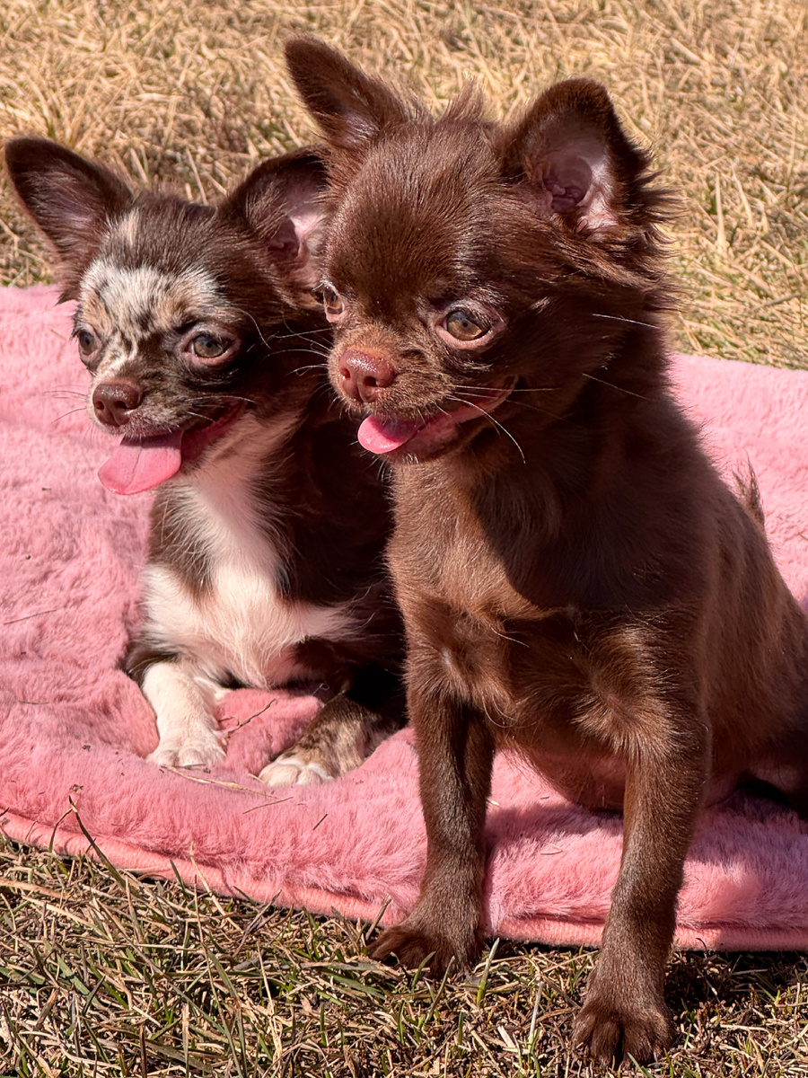 Чихуахуа Ти Ай Ши и Тропикана