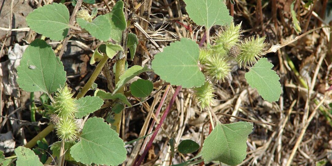 Чего боятся сорняки больше, чем дождя? Уксус, который их убивает за секунды