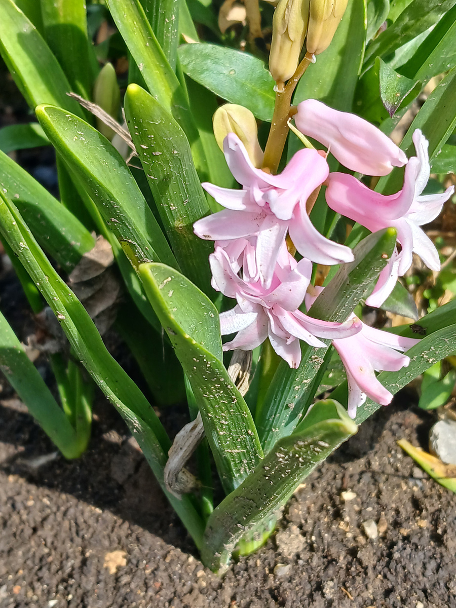 Гиацинты у мамы