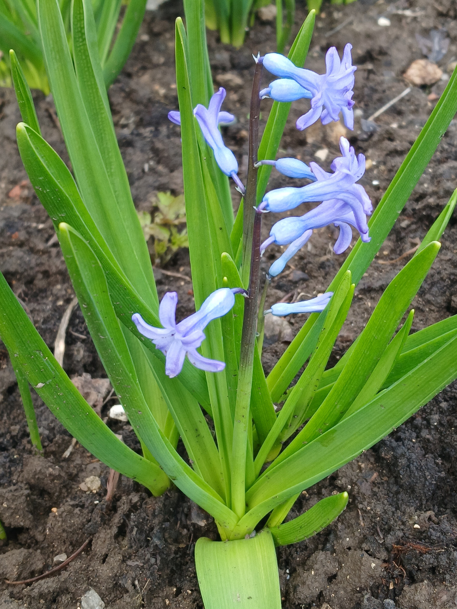 Гиацинты бывают разные