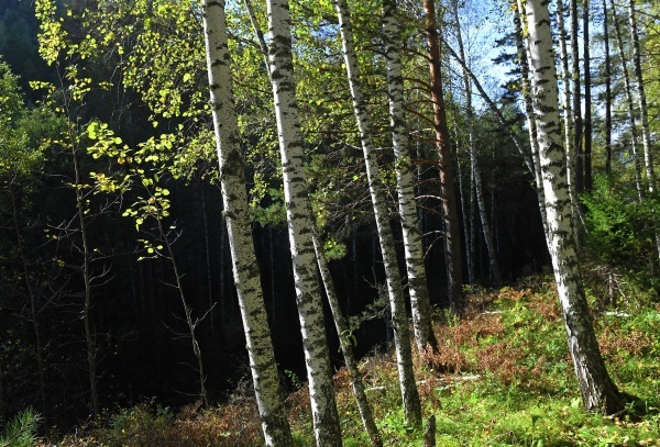 Фото: РИА Новости/Илья Наймушин