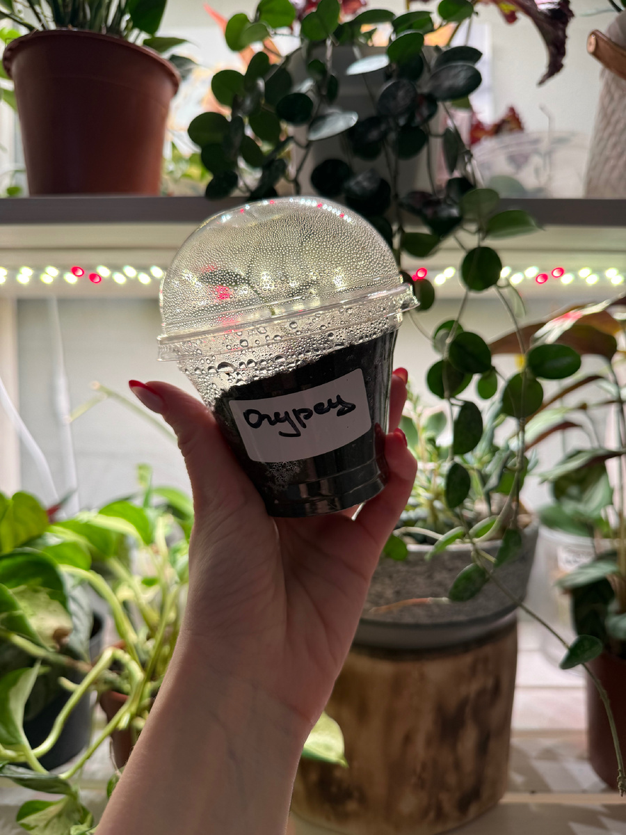 Огурец на 5 день после посадки