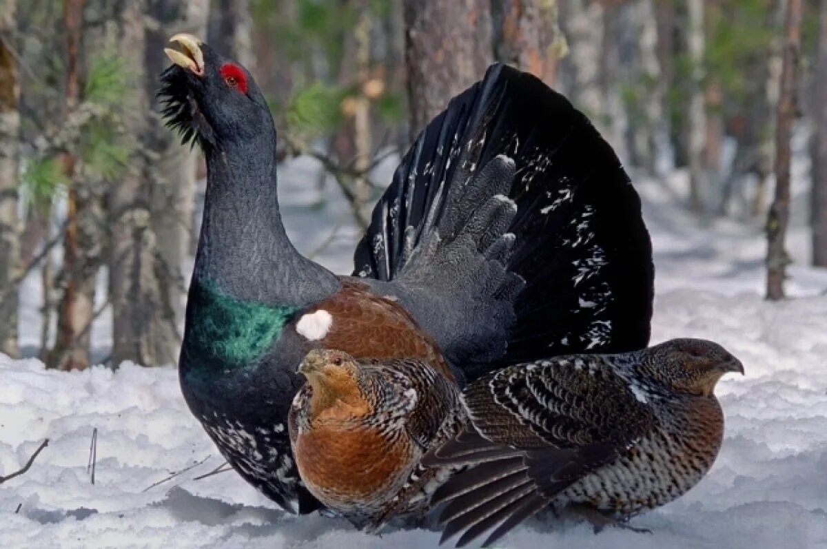    Глухарь в брачный период приставал к людям на дороге в Башкирии