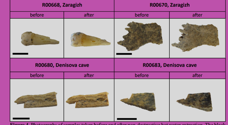   Katharina Luftensteiner et al. / bioRxiv, 2025
