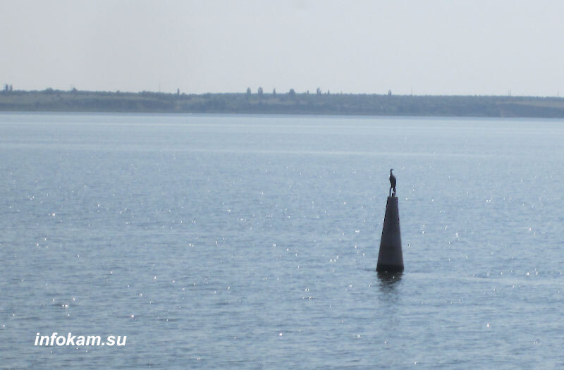    Баклан на реке Камышинке