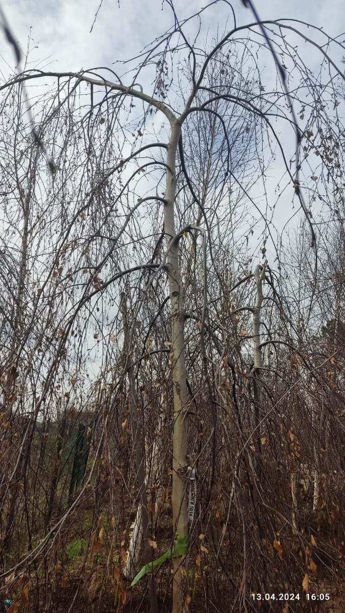 Моя любимица, пока еще в питомнике - наша береза Юнги.