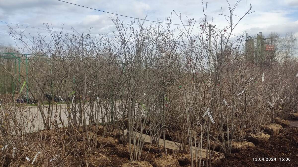 Калина в питомнике. Где-то там наши будущие деревья.