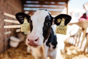    Источник: ВК-сообщество компании «ЭкоНива»