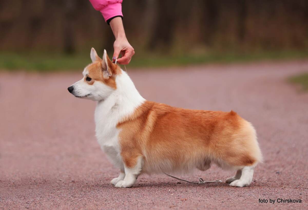 ATSEL HOF SHINE BRIGHT SAETS COETIR (Джей)