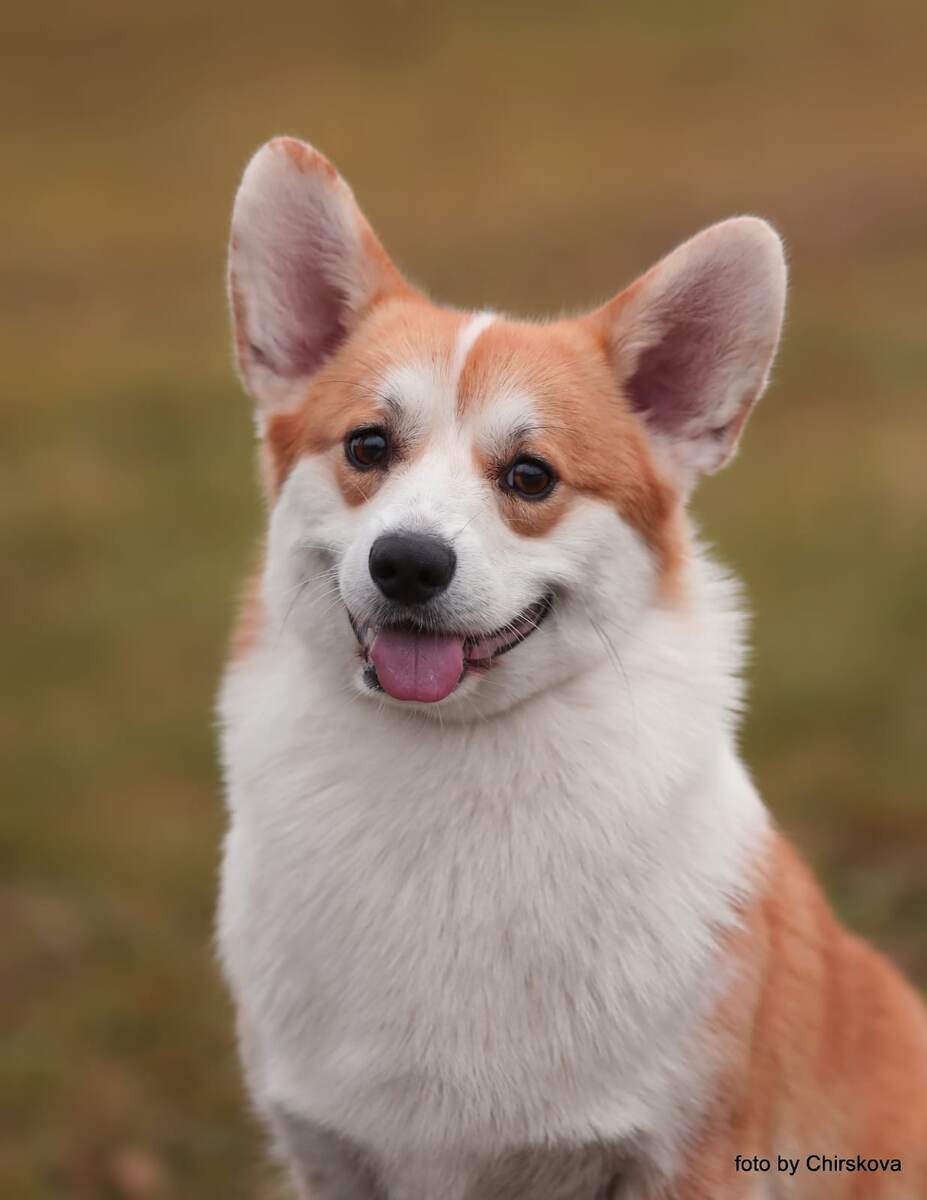 ATSEL HOF SHINE BRIGHT SAETS COETIR