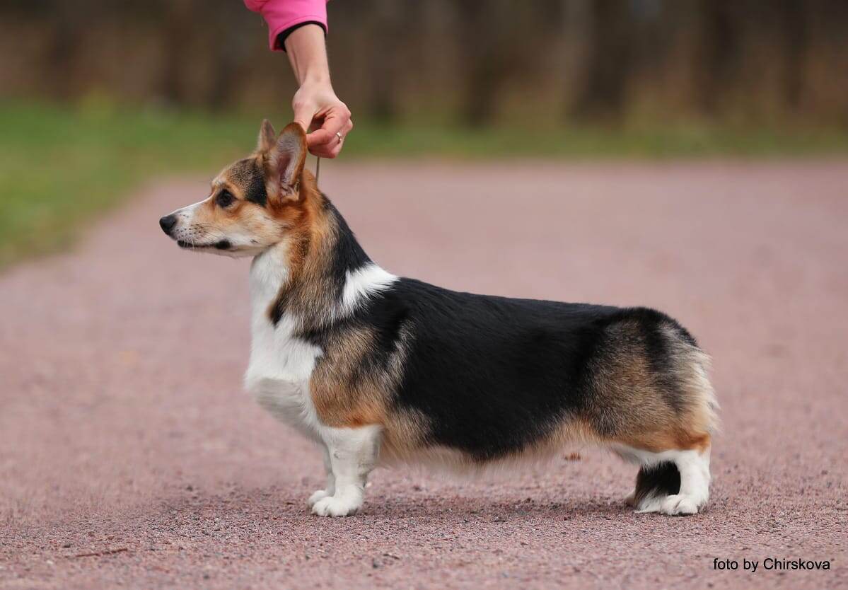 Saets Coetir Becoming Snow Quenn