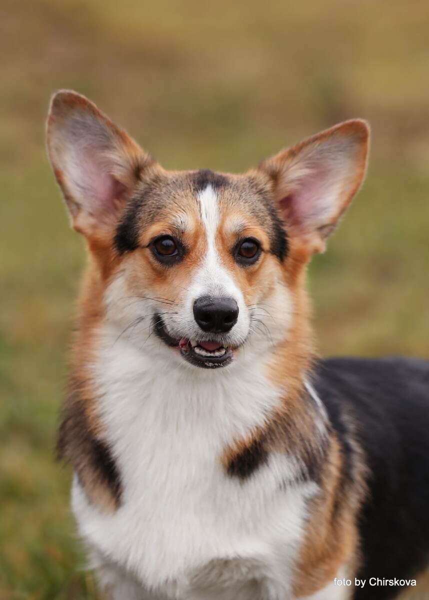 Saets Coetir Becoming Snow Quenn