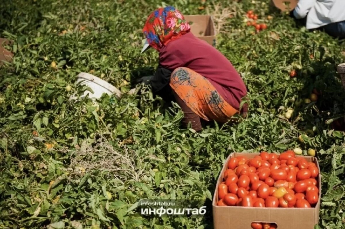    В Астраханской области ищут овощеводов с зарплатой 40 тысяч рублей