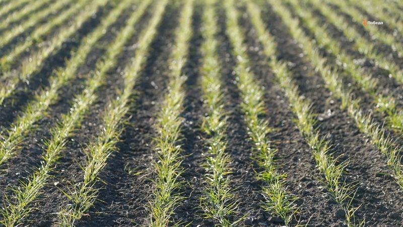      Фото: ИА «Победа26»